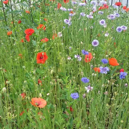 Oberlausitz & Am Hamann Berg Zittau