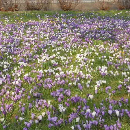 Oberlausitz & Am Hamann Berg Apartman Zittau